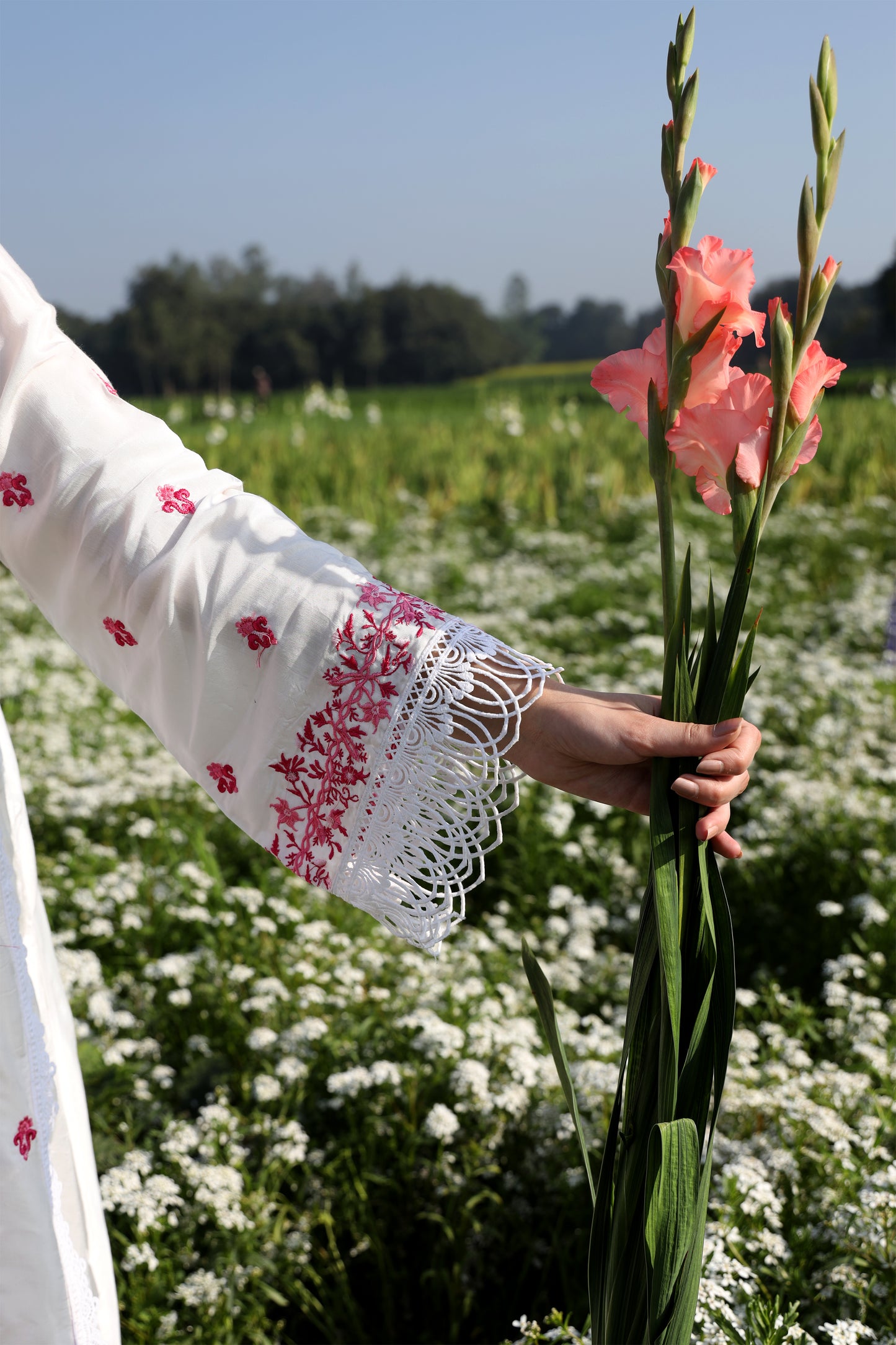 Gladiolus